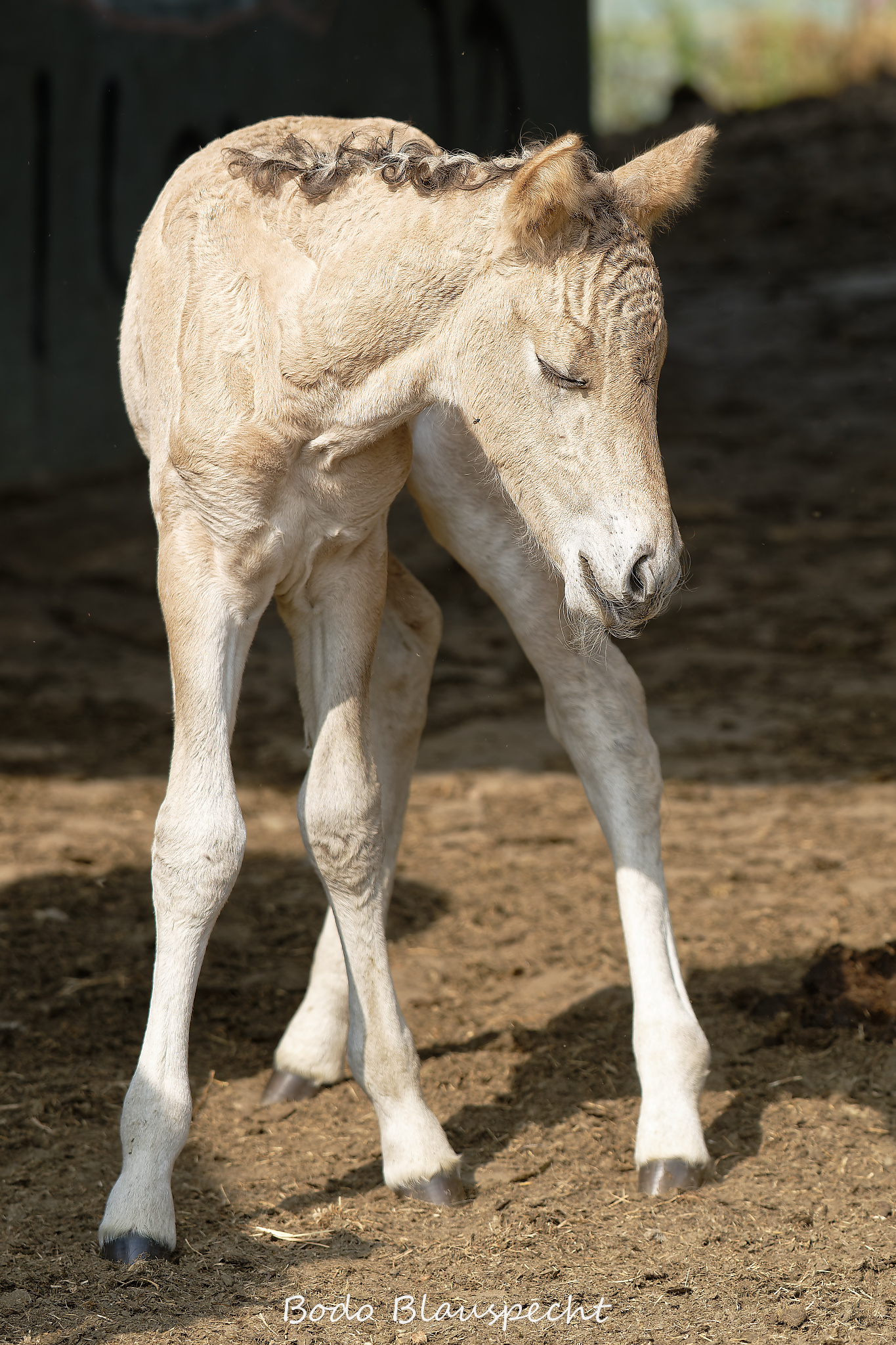 Konik Steveraue  2026.07.30 10.26 23 WEB